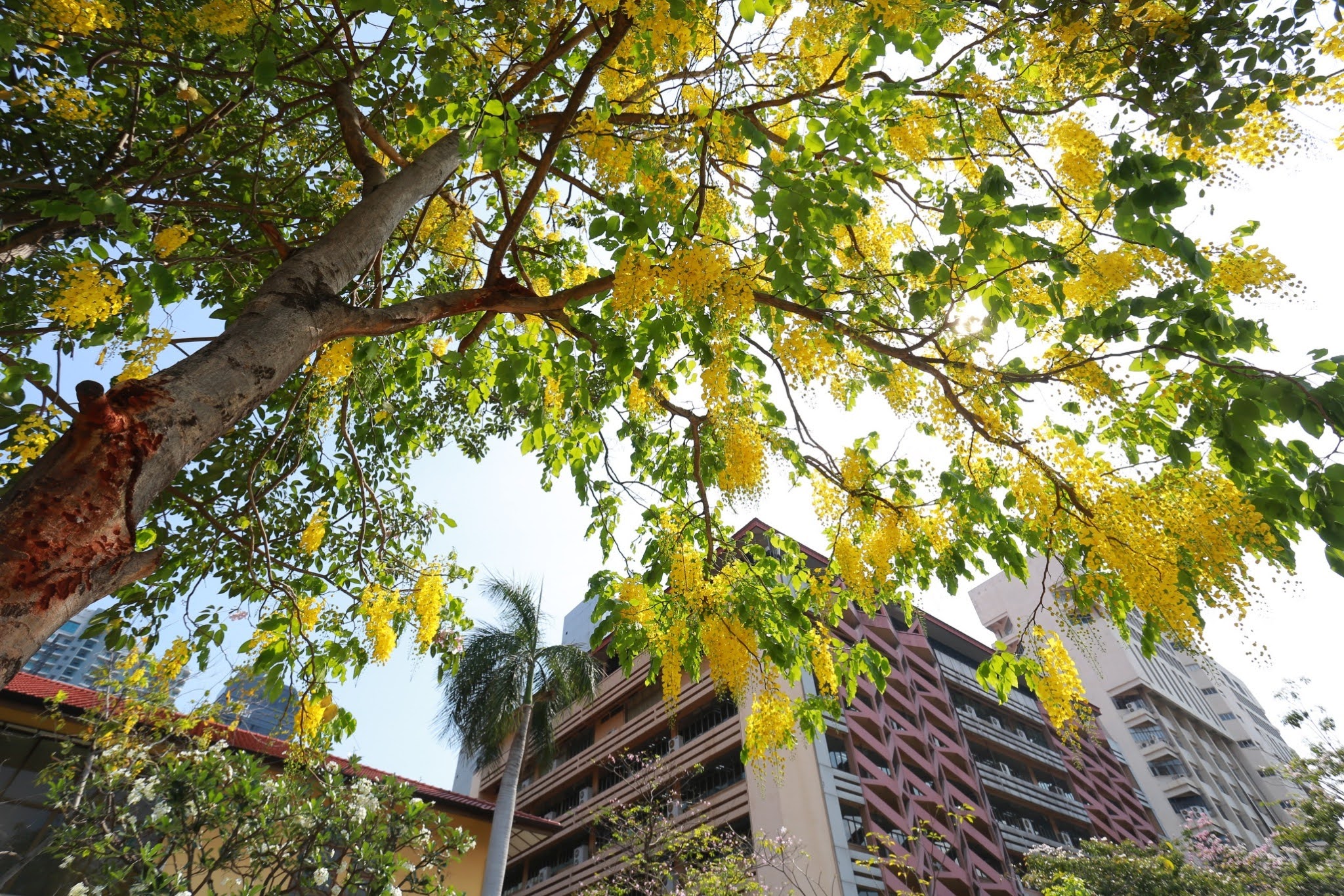 Golden Shower Tree